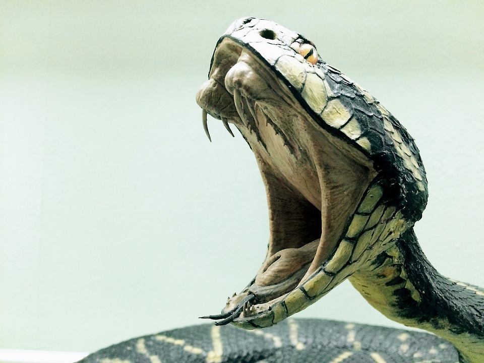 snakebite